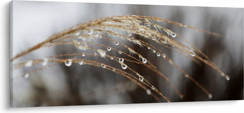 Obraz kvapiek na rastline (120x50 cm)