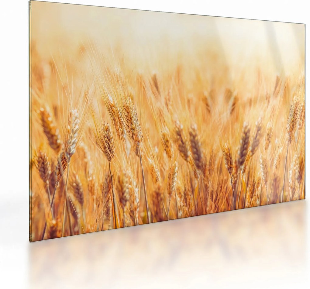 Sklenený obraz - pole s obilím (70x50 cm)