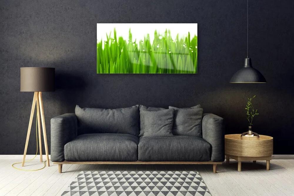 Obraz na skle Tráva príroda rastlina 140x70 cm