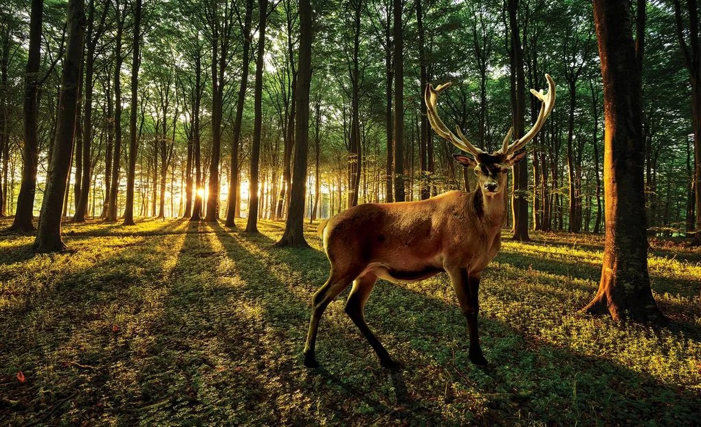 Fototapeta - Jeleň (152,5x104 cm)