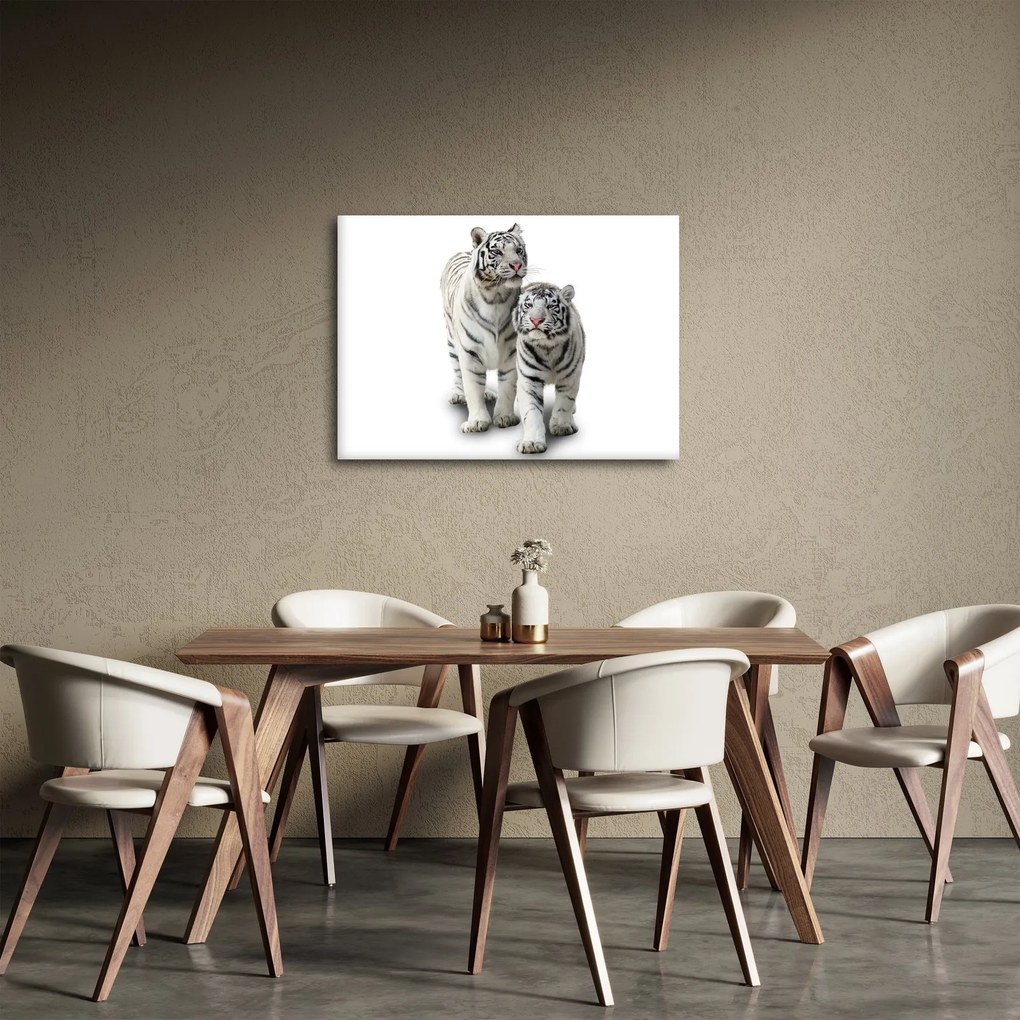 Obraz - Biely tiger (70x50 cm)