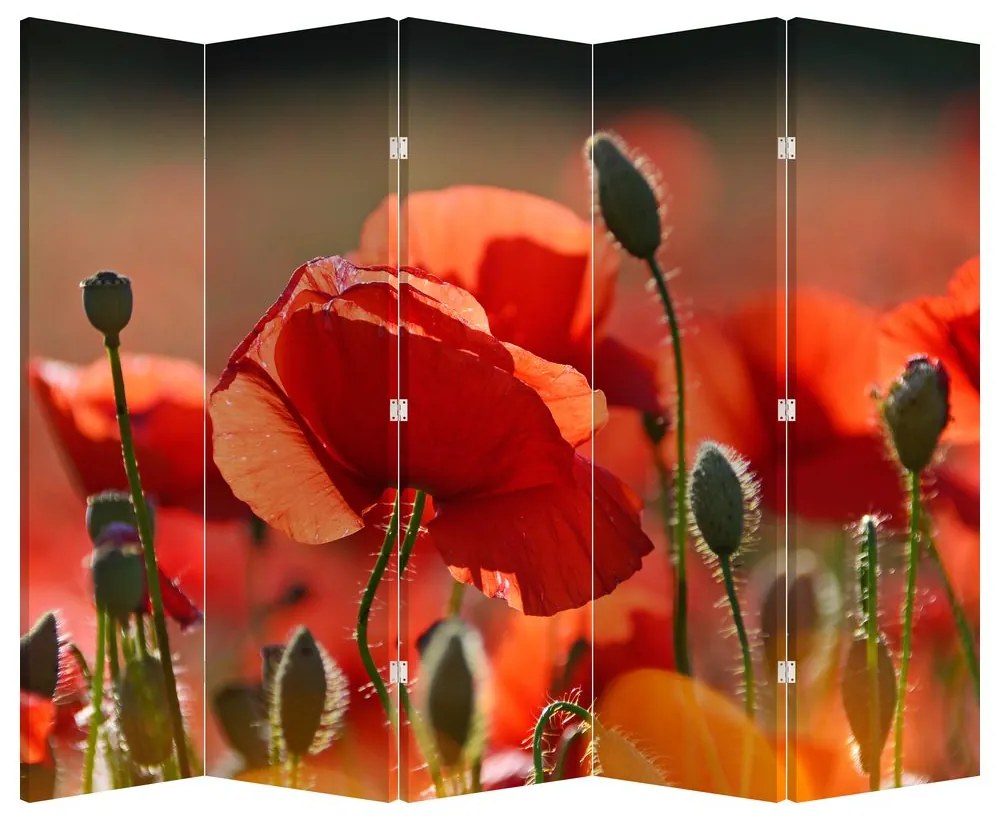 Paraván - Vlčie maky (210x170 cm)