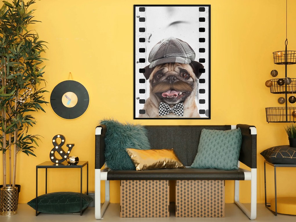 Artgeist Plagát - Pug In Hat [Poster] Veľkosť: 30x45, Verzia: Čierny rám s passe-partout