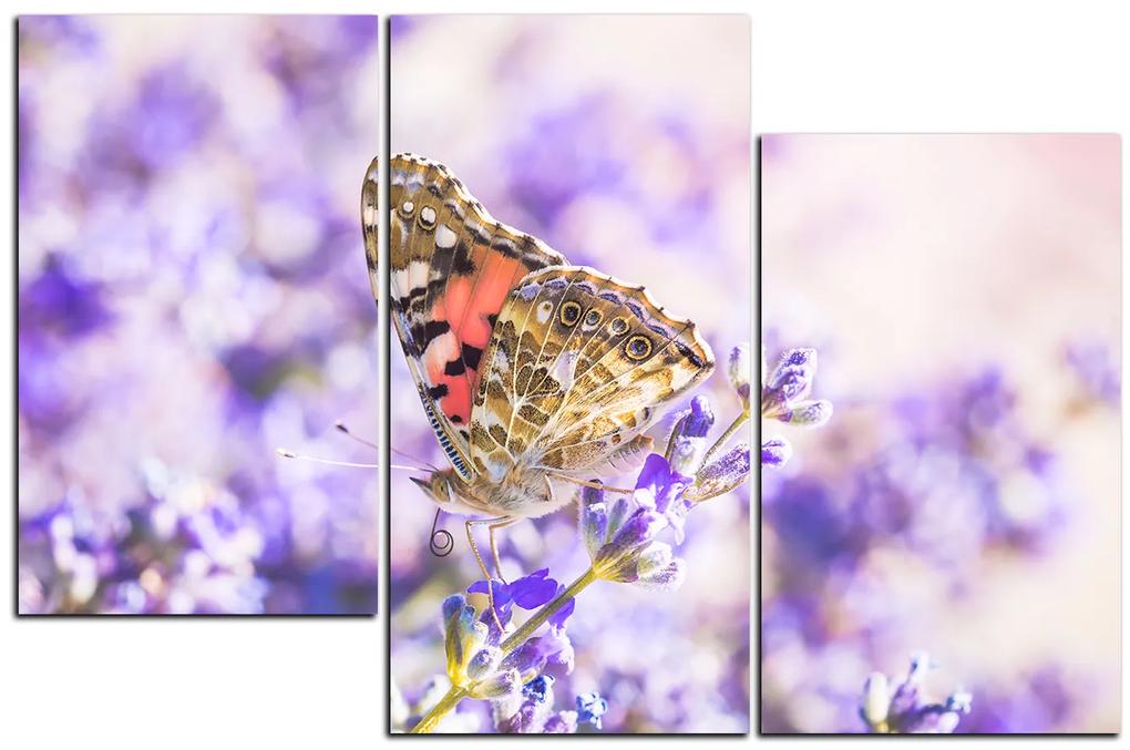 Obraz na plátne - Motýľ na levandule 1221D (105x70 cm)
