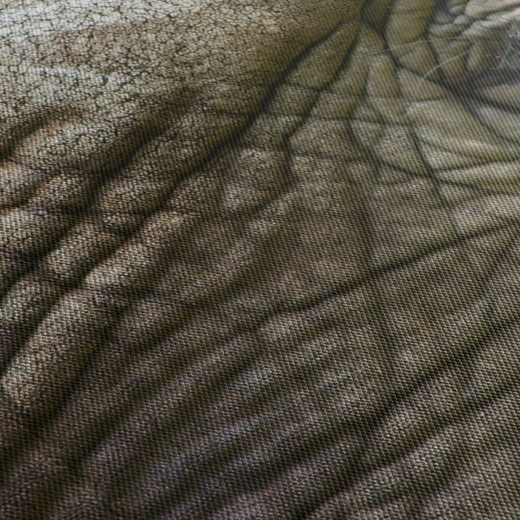 Obraz - Detailné fotografie starého slonieho oka (90x60 cm)