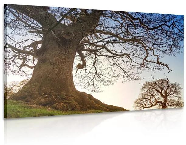 Obraz symbióza stromov Varianta: 120x80