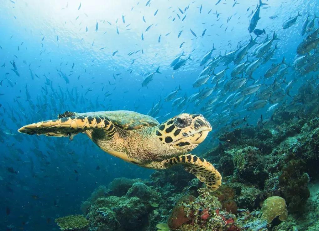 Manufakturer -  Tapeta sea turtle