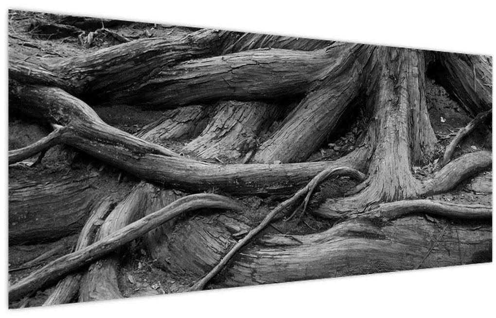 Obraz - Korene stromu (120x50 cm)