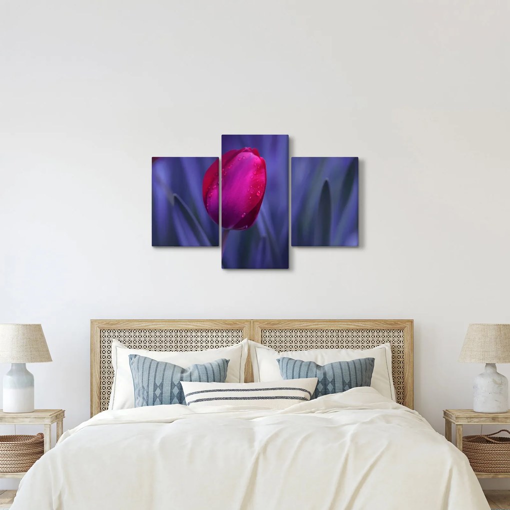 Obraz pupete tulipánu (90x60 cm)