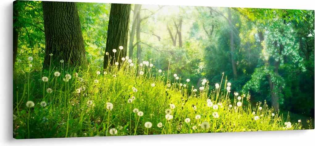 Obraz - Magická lúka plná púpav (120x50 cm)