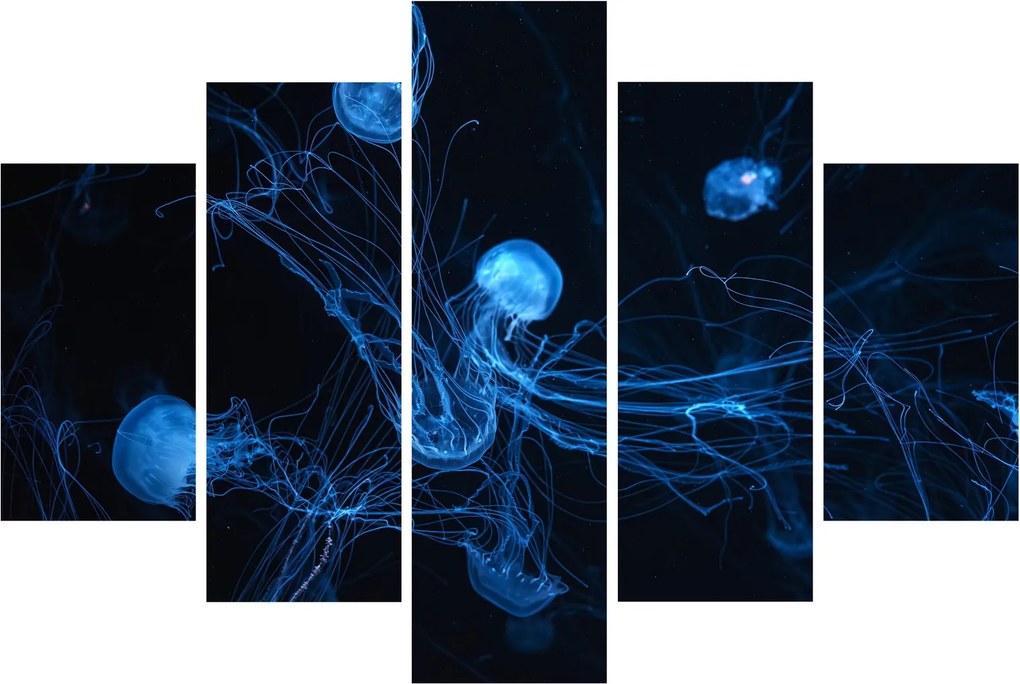 Obraz - Medúzy (150x105 cm)
