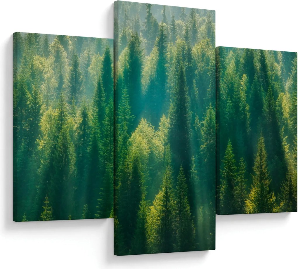 Obraz - Borovicový les (90x60 cm)