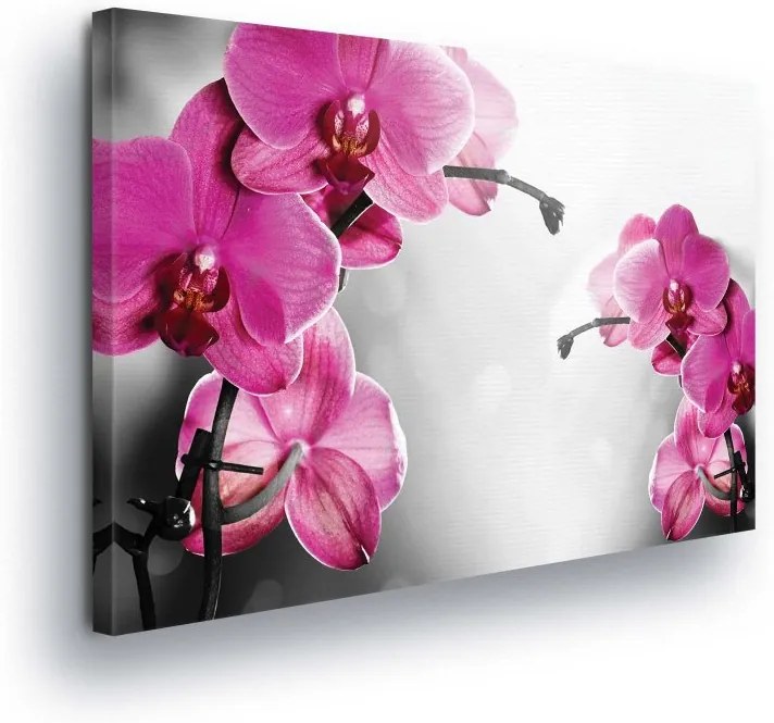 GLIX Obraz na plátne - Flowers of Pink Orchids 100x75 cm