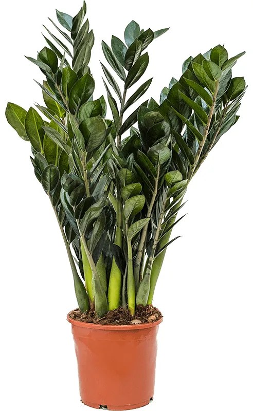 Zamioculcas super nova 17x50 cm