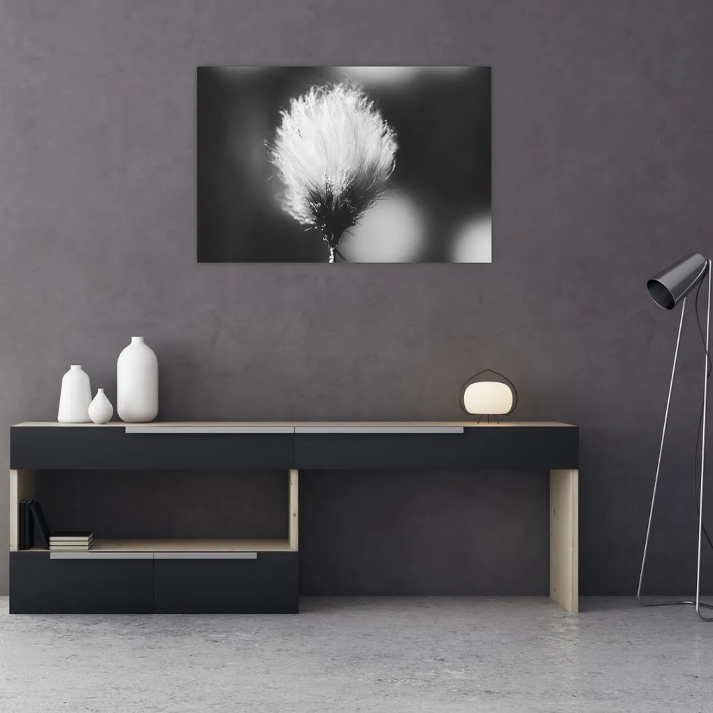 Obraz - Čiernobiely cottongrass (90x60 cm)