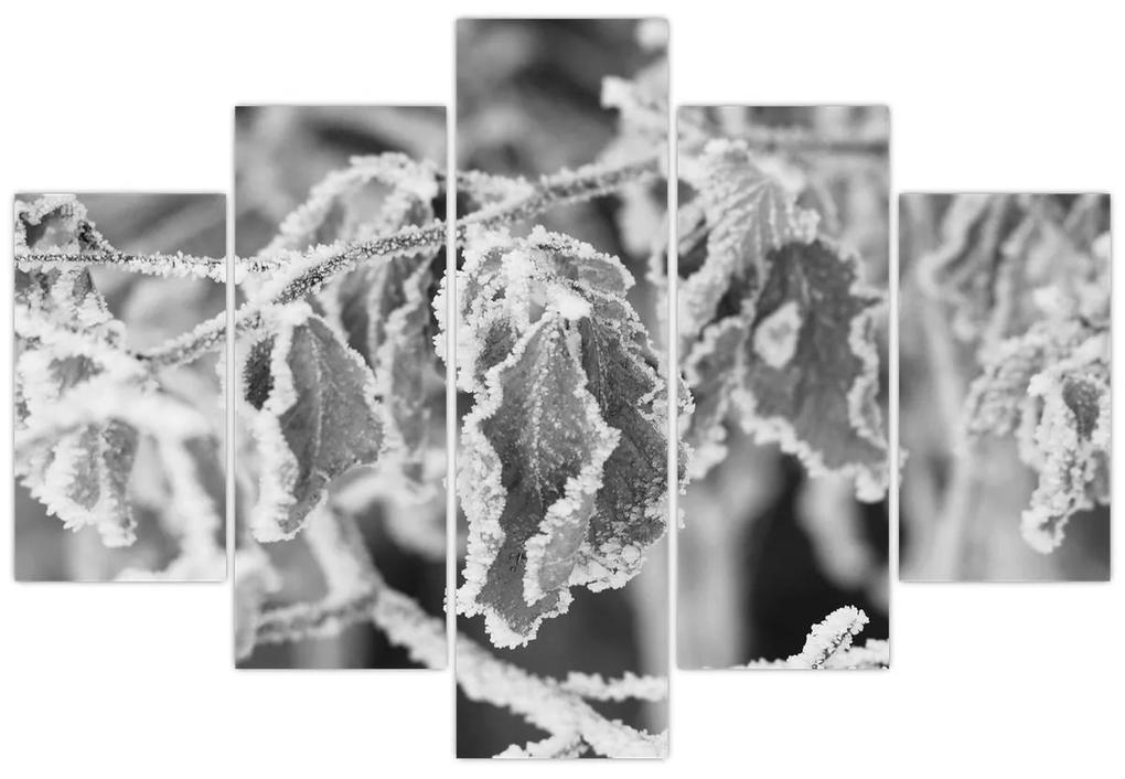 Obraz - Zmrznuté listy, čiernobiela (150x105 cm)