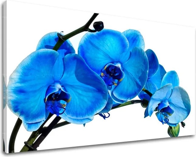 Obraz na stenu KVETY KV054E11 - 30x40 cm