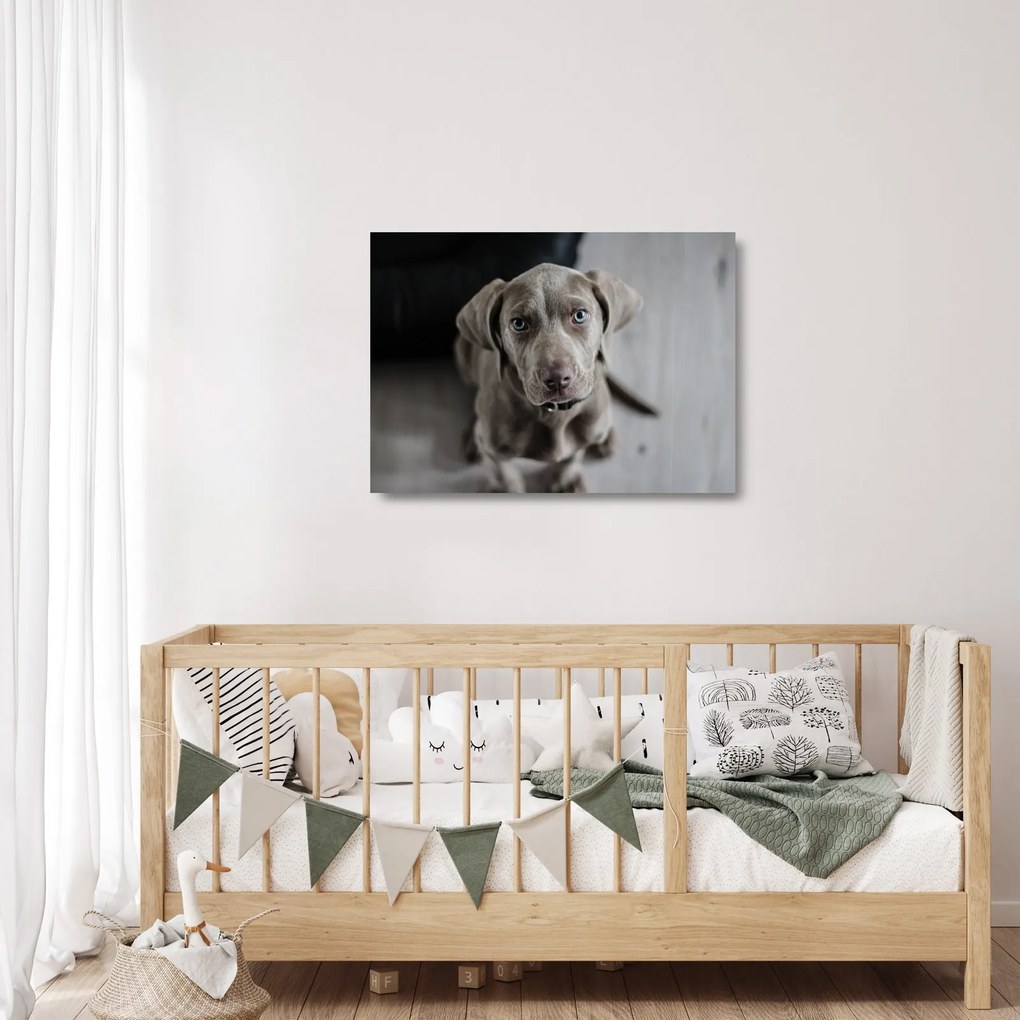 Sklenený obraz šteňaťa (70x50 cm)