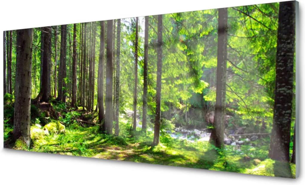 Skleněný obraz Les Stromy Rastlina Príroda