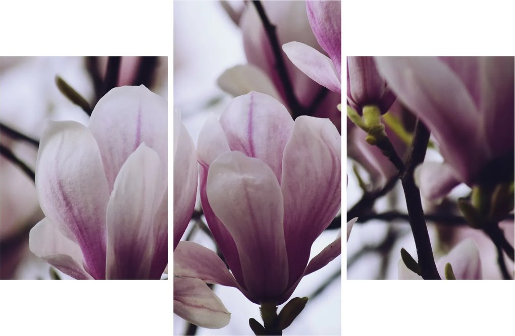 Obraz - Magnolie (90x60 cm)