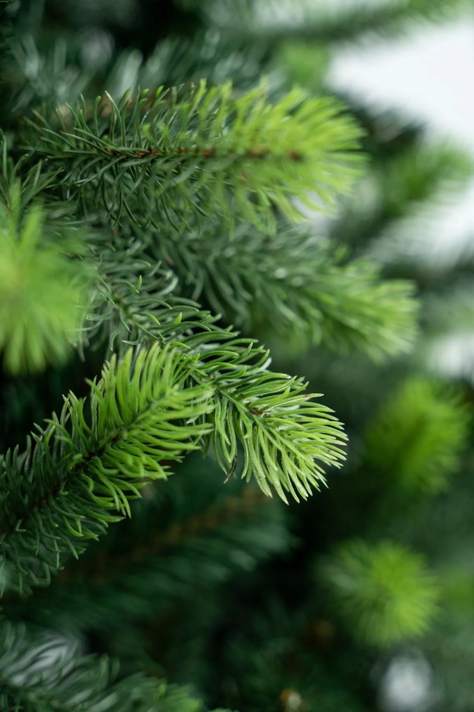 Jedlička severská 3D- 170cm