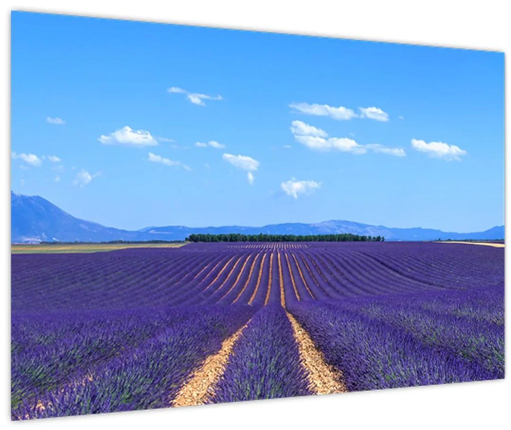 Obraz - Levanduľové pole (90x60 cm)