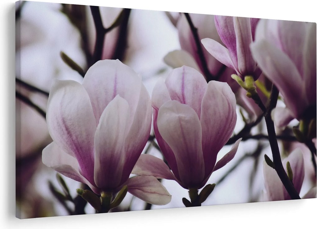 Obraz - Magnolie (90x60 cm)