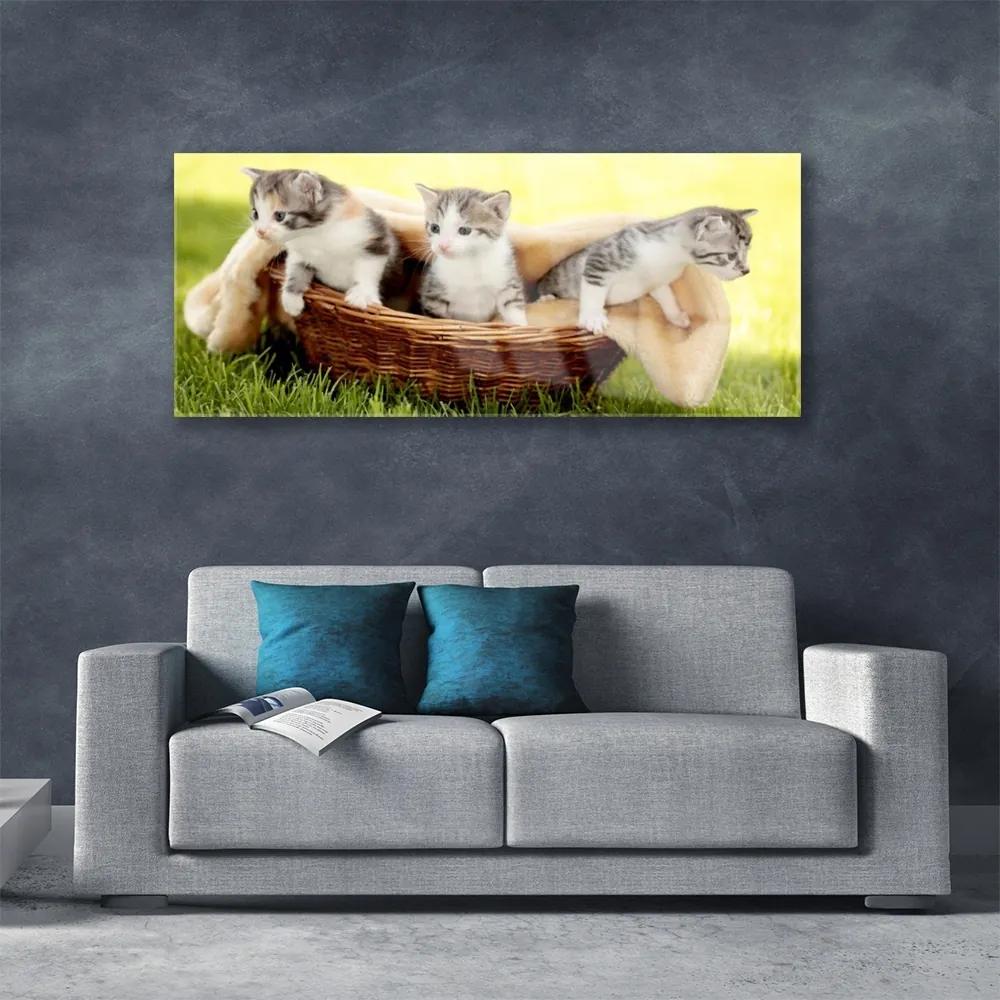 Obraz plexi Mačky zvieratá 125x50 cm
