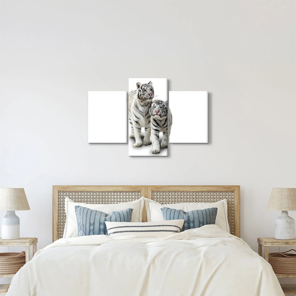 Obraz - Biely tiger (90x60 cm)