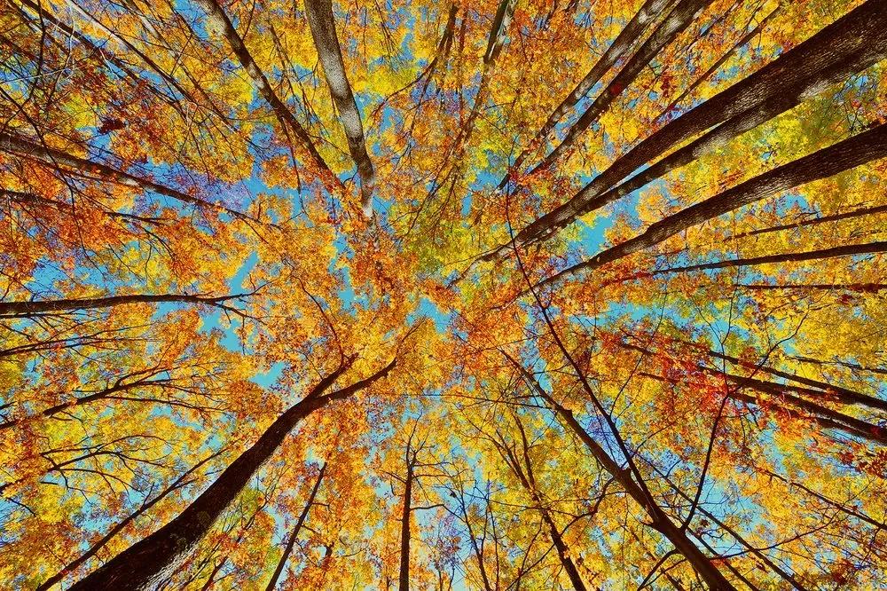 Fototapeta jesenné koruny stromov - 225x150