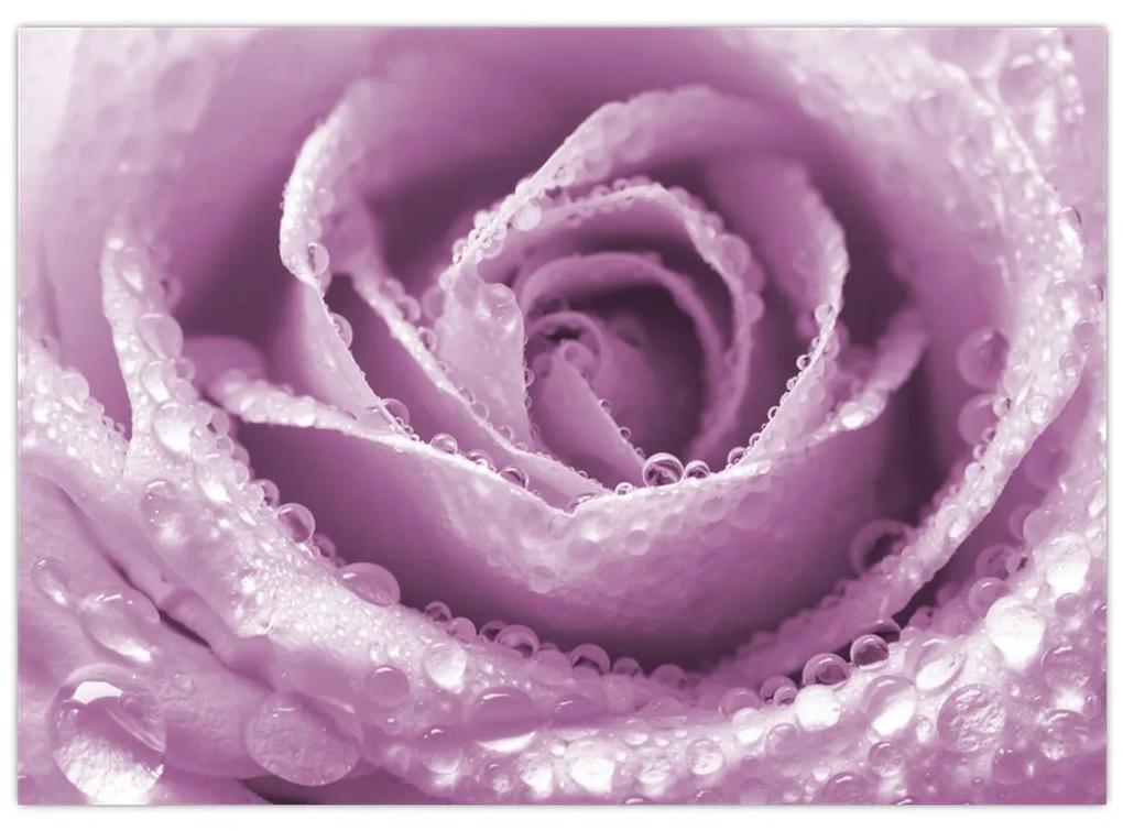 Obraz detailu kvetu ruže (70x50 cm)