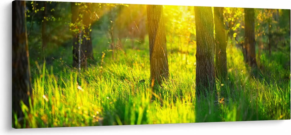 Obraz - Jarné prebúdzanie lesa (120x50 cm)