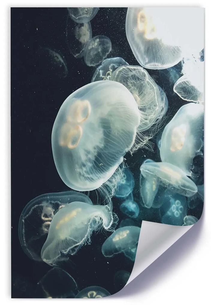 Gario Plagát Plávajúce medúzy Farba rámu: Bez rámu, Rozmery: 30 x 45 cm