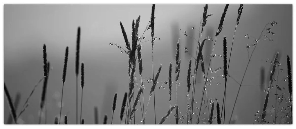 Obraz - Steblá trávy (120x50 cm)