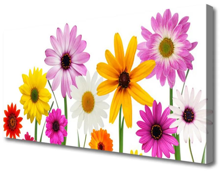 Obraz Canvas Farebné kvety príroda 100x50 cm