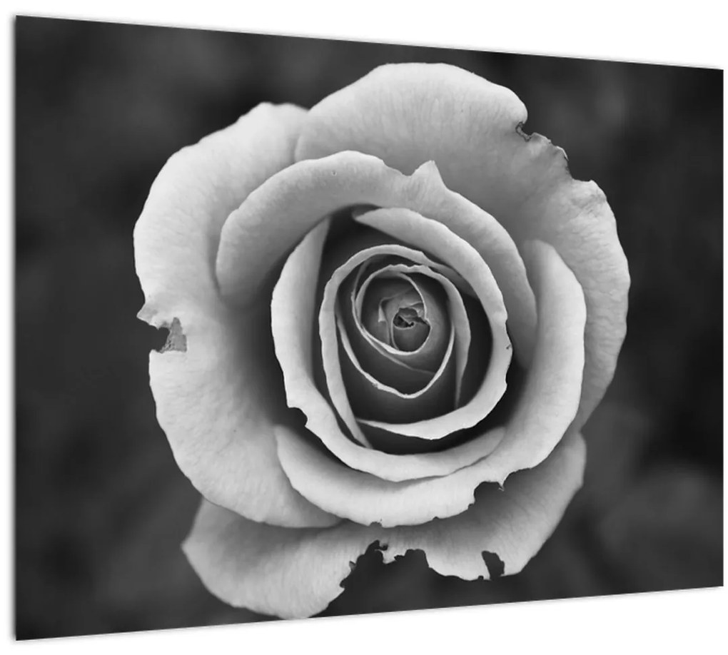 Obraz ruže (70x50 cm)