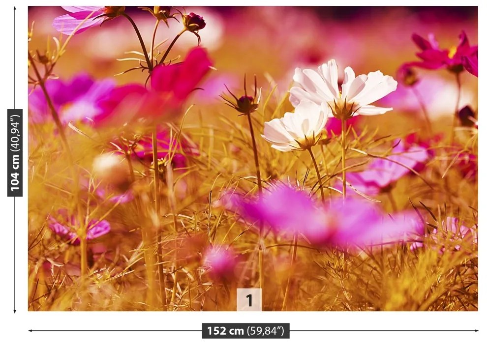 Fototapeta Vliesová Kozmos kvetina 312x219 cm
