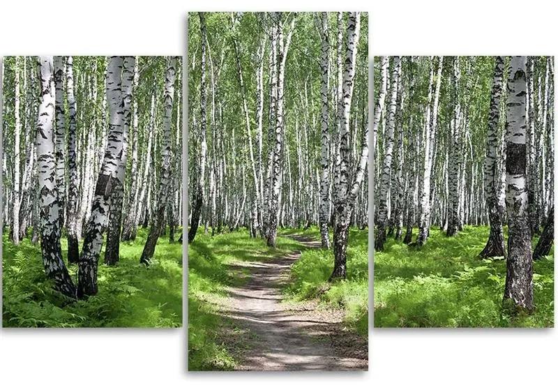 Gario Obraz na plátne Brezový les - 3 dielny Rozmery: 60 x 40 cm