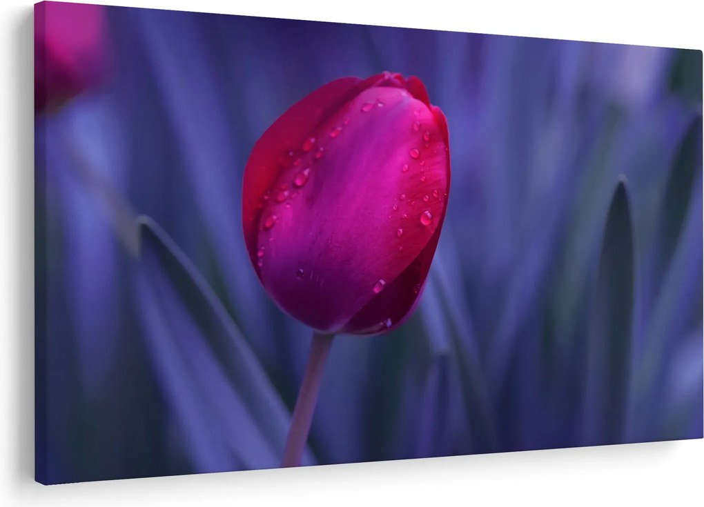 Obraz pupete tulipánu (90x60 cm)