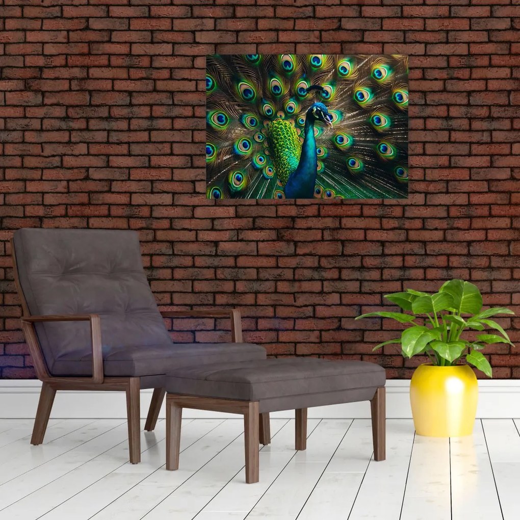 Obraz – Páv (70x50 cm)