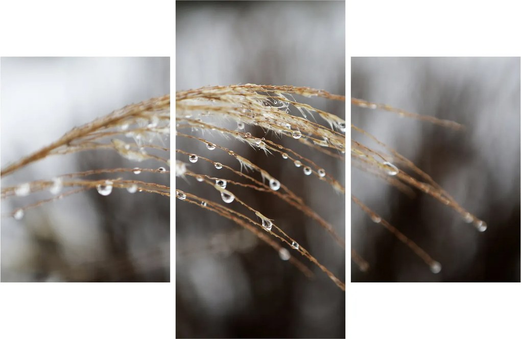 Obraz kvapiek na rastline (90x60 cm)