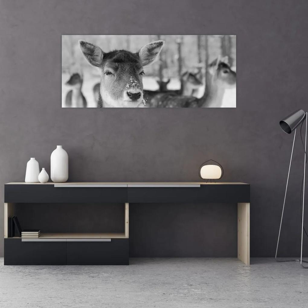 Obraz - Jelenča, čiernobiela (120x50 cm)