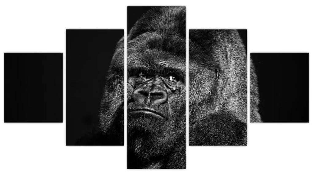 Obraz opice