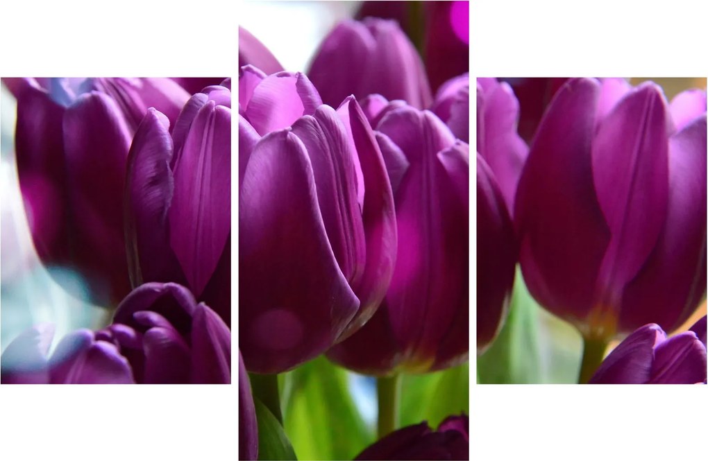 Obraz tulipánov (90x60 cm)