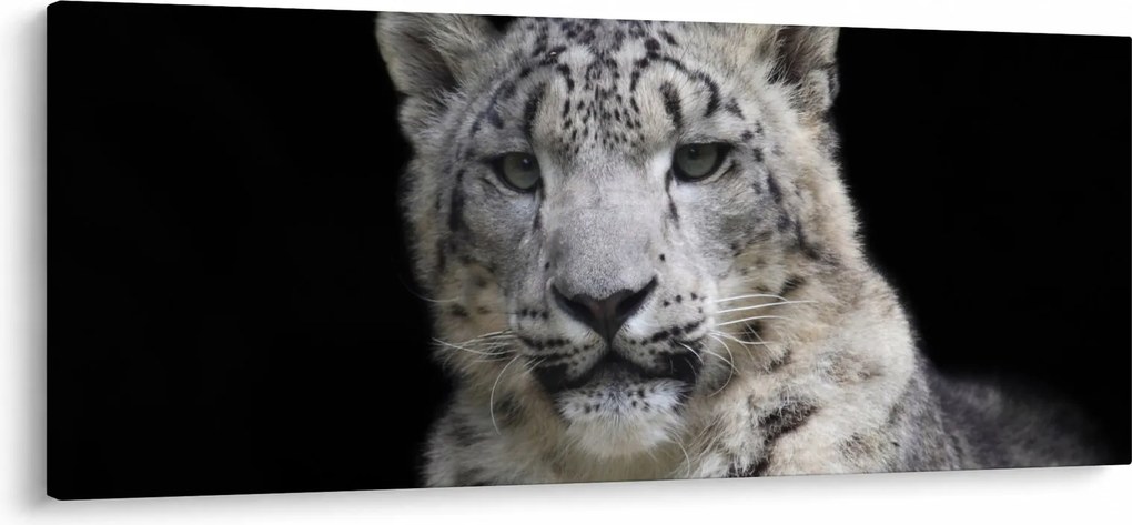Obraz - Leopard snežný (120x50 cm)