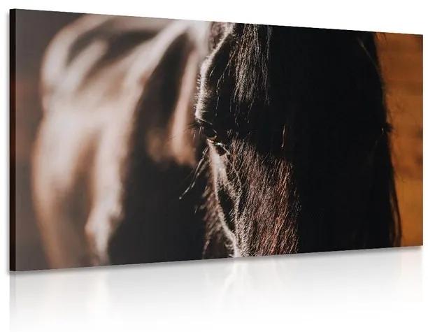 Obraz majestátny kôň - 60x40