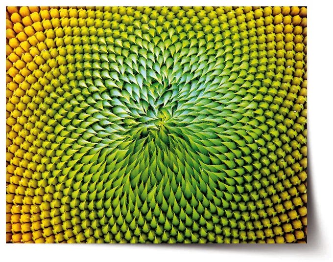 Sablio Plagát Detailný kvet - 90x60 cm