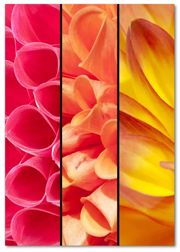 Foto obraz akrylové sklo Farebné kvety pl-oa-70x100-f-76360035