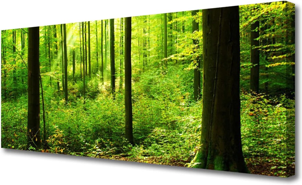 Obraz Canvas Les Zeleň Stromy Príroda