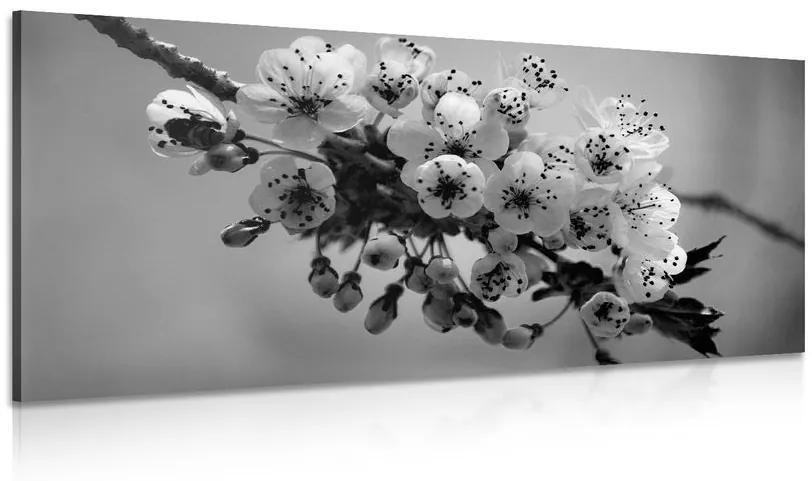 Obraz kvitnúci konárik čerešne v čiernobielom prevedení Varianta: 100x50